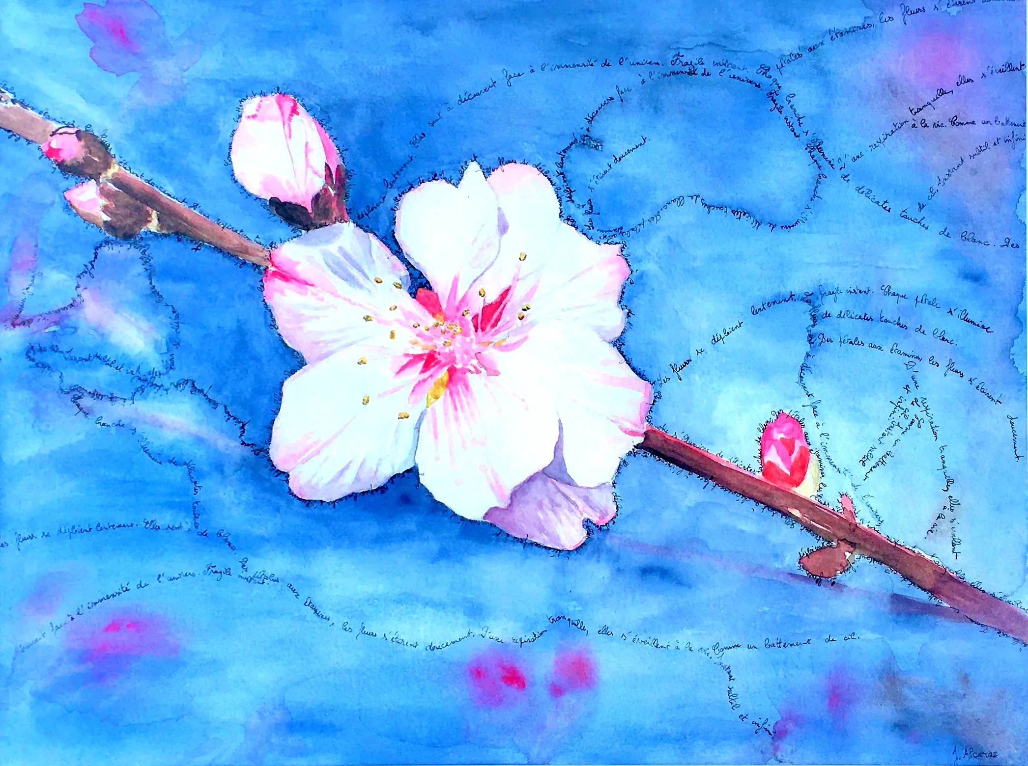 Fleur de cerisier, aquarelle sur papier, 29,7 x 42 cm², Juliette Alcaraz, 2023
